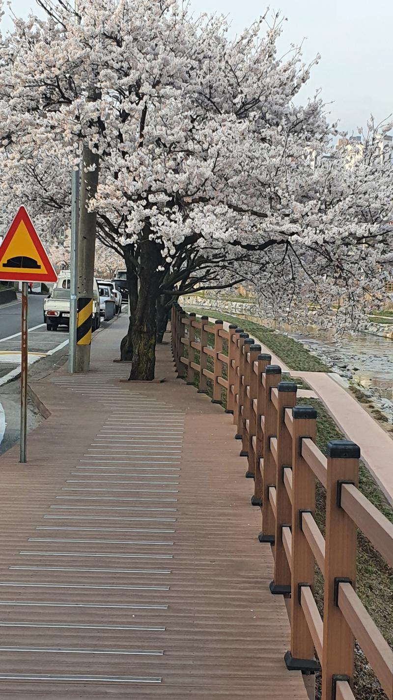 출근하다말고 사진찍음 꽃구경갈 짬도 안나는 인생 슬프다 ㅋㅋㅋ