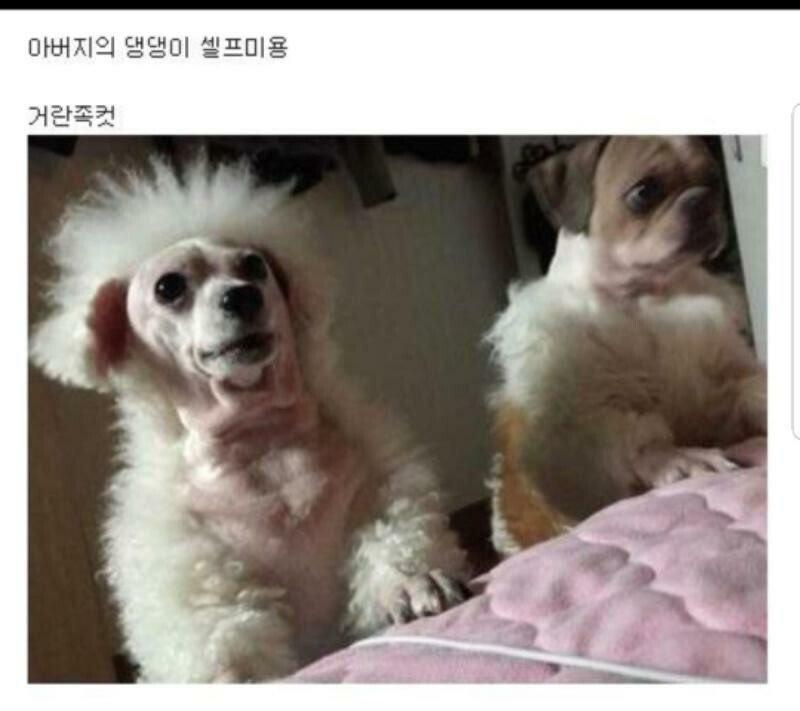 밥에 유부를 얹어