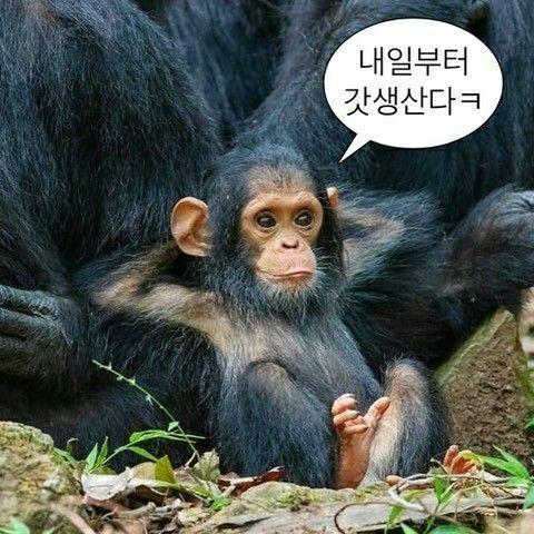 레스들 개웃겨 나도 풀고감