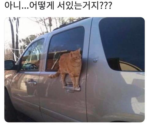 귀여워
