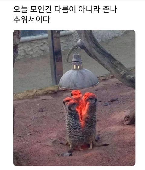 귀여워