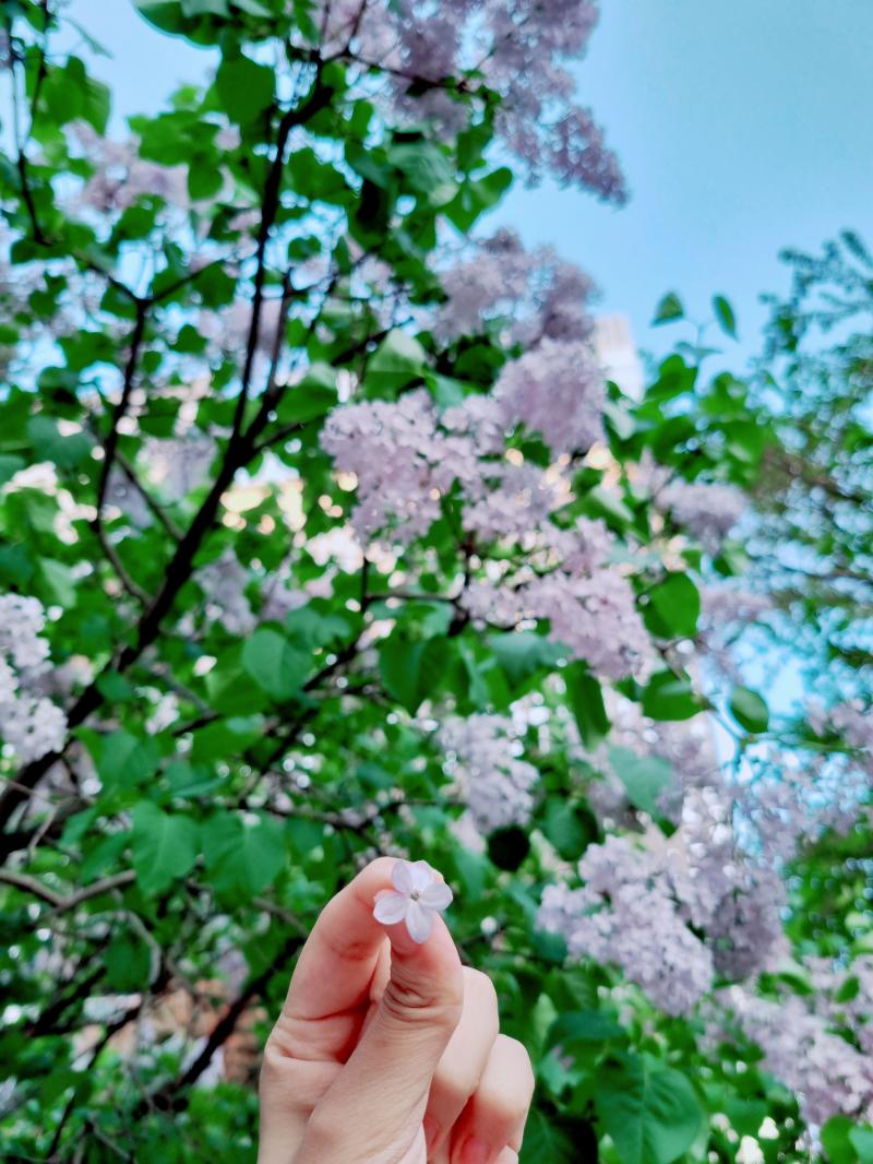 럭키 라일락
