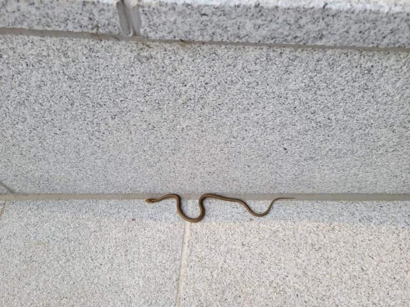 학교에 뱀 들어왔다
