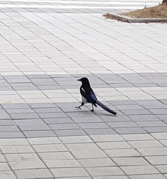 큰 까치