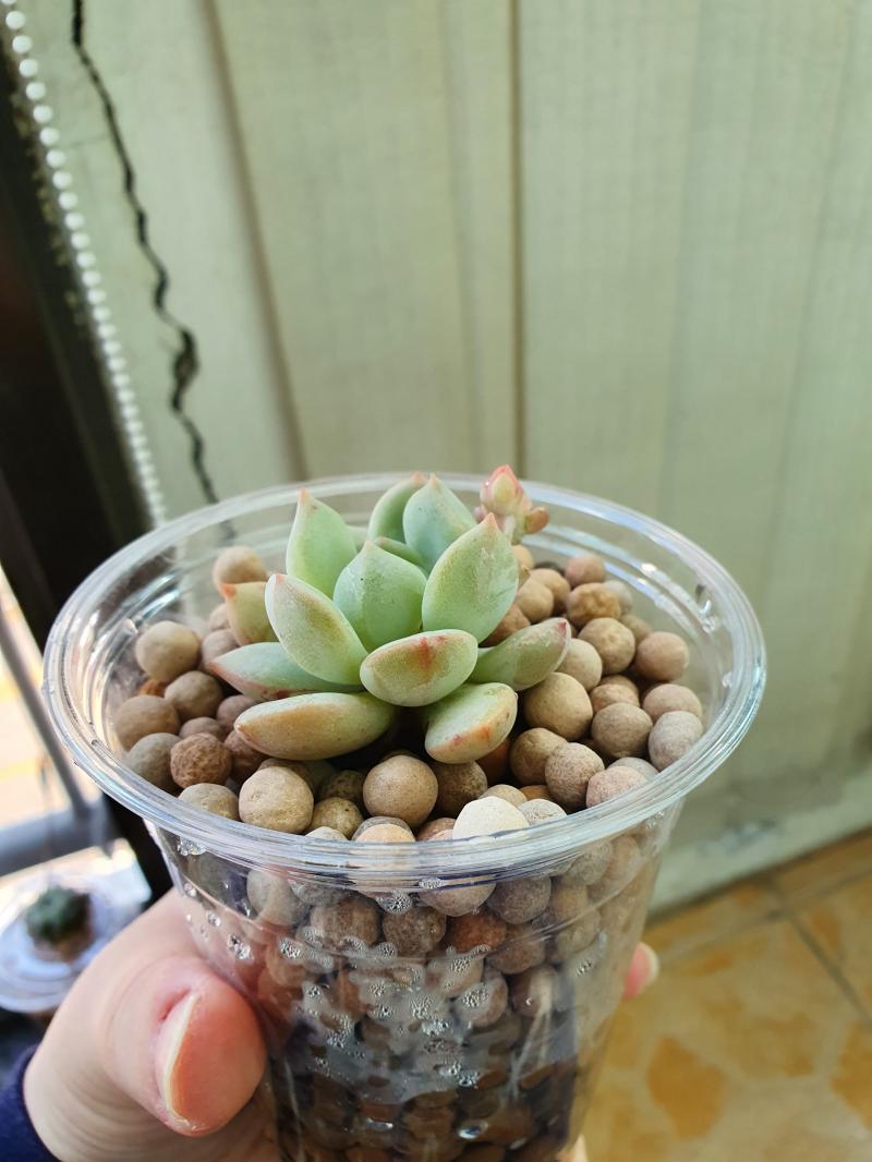 그리고 자색이가... 땅에 팡이팡이가 피어버렸어... 하... 에그린원 분갈이하고 자색이는 수경재배 시키려곤 했는데 덕분에 자색이 자구 3개나 