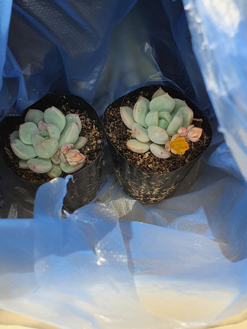 오늘 새로 데려온 에그린원 애기들 둘! 분갈이하다 꽃 한송이가 똑 떨어져버렸어ㅜㅜㅜㅜㅜㅜㅜㅜ안타깝지만 그래도 이쁘니 열심히 키워볼거야! 물든거 