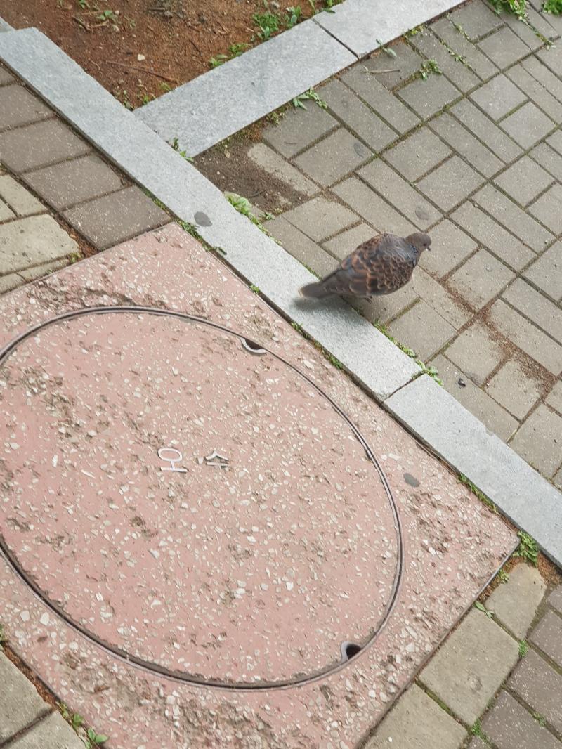 난 새가 좋아