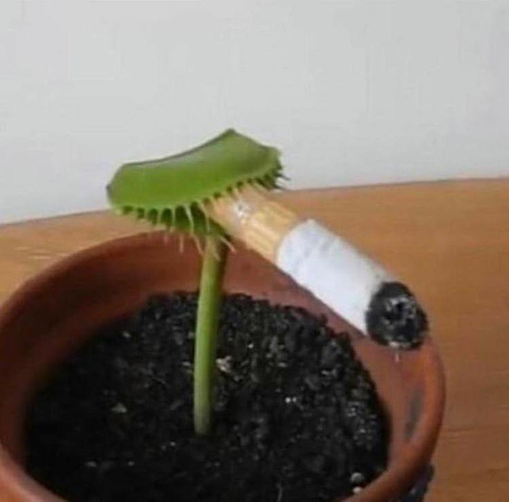 쓰으읍 하아... 니네는 이런거 피지마라...