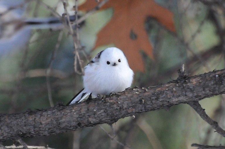 아 이젠 바퀴벌레 끝내자 얘는 뱁새가 아니다