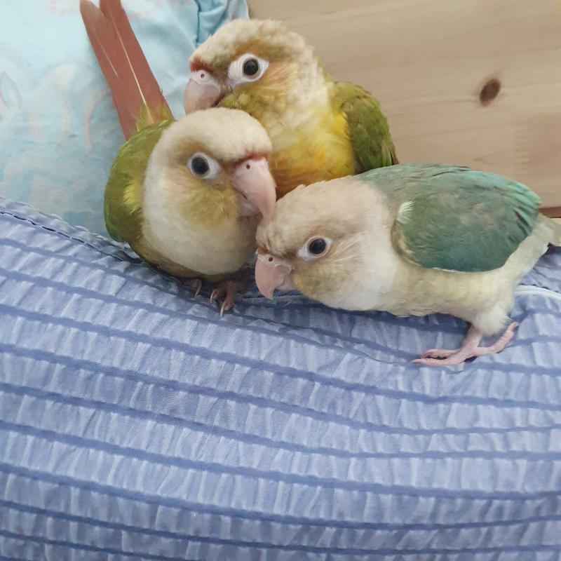 꼬미가 왕이야,, 애들 머리 누르고 위로 올라가니까 좋니? 근데 얘가 드라이기 가장 싫어하고 청소기 소리도 무서워하고 심지어 드라이기 하나로 목