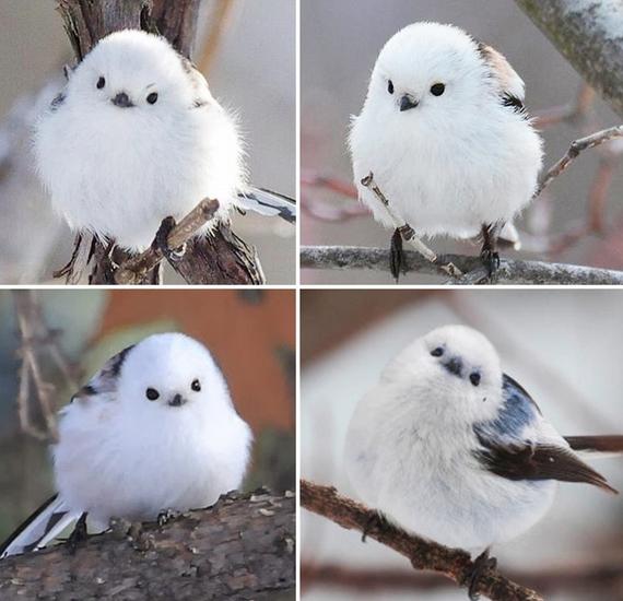아 이젠 바퀴벌레 끝내자 얘는 뱁새가 아니다