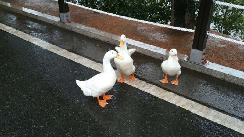 꿖꿖