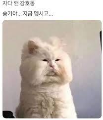 강호동 닮은 고양이