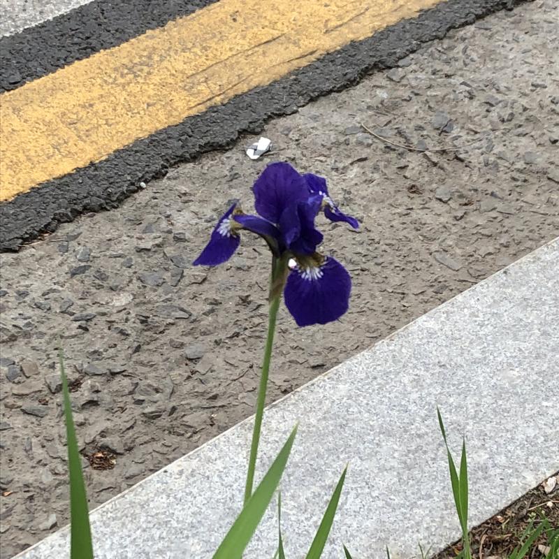 꽃 한 송이