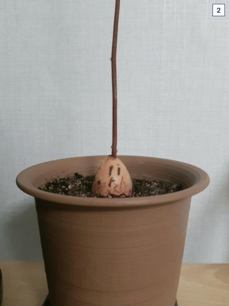아보카도가 많이 자랐어요