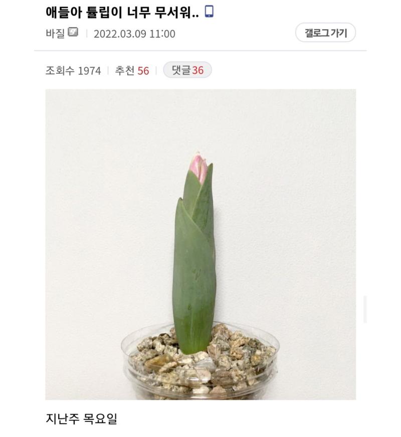 (식물갤) 얘들아 키우는 튤립이 너무 무서워...
