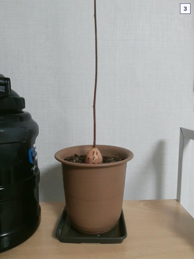 아보카도가 많이 자랐어요