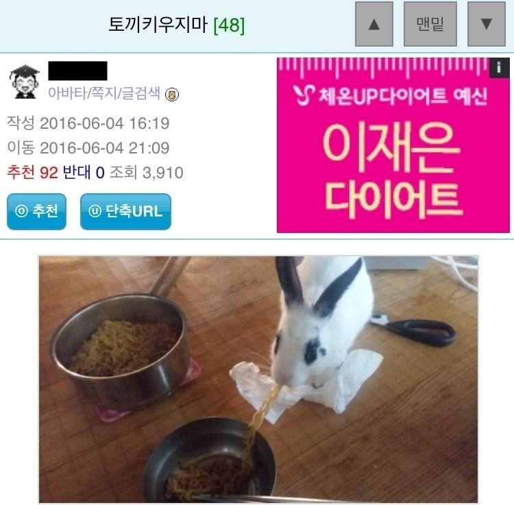 토끼 키우지마