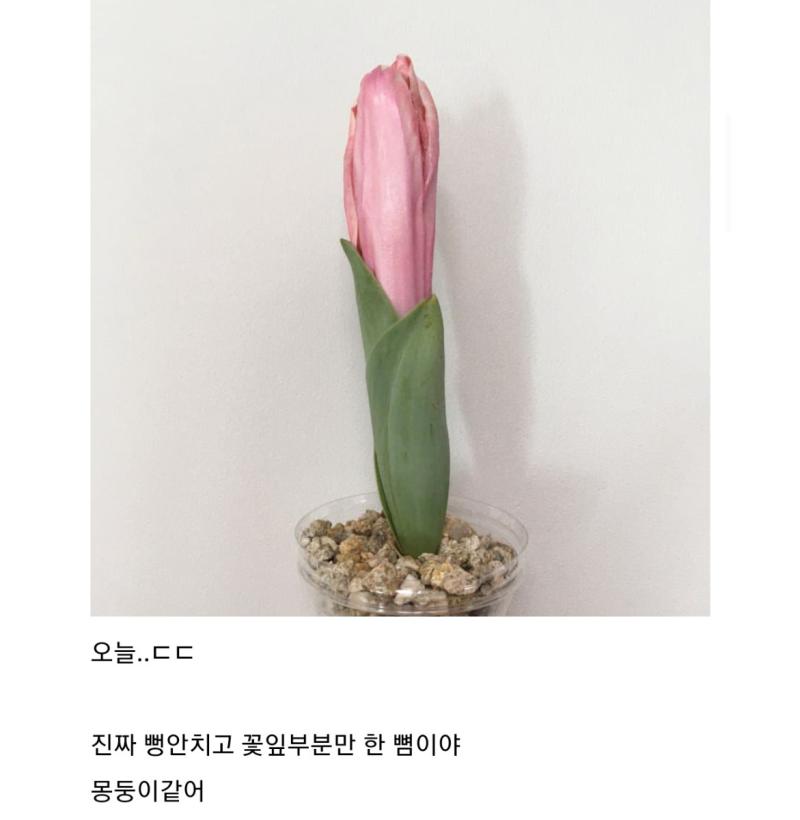 (식물갤) 얘들아 키우는 튤립이 너무 무서워...