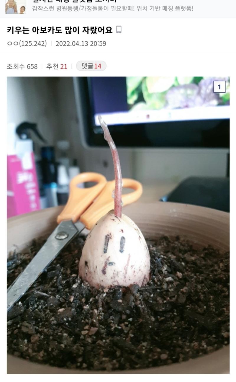 아보카도가 많이 자랐어요