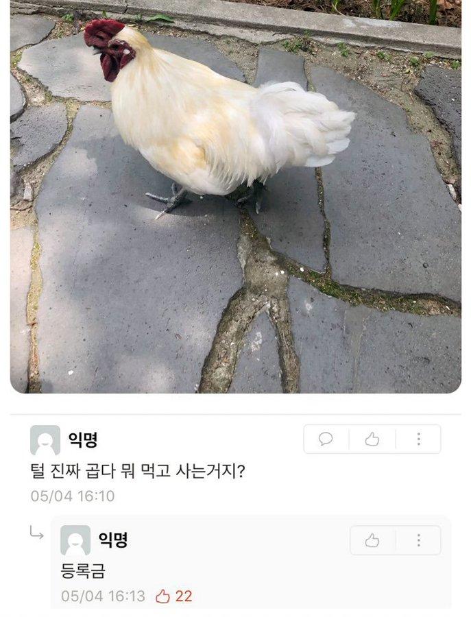 대학교에서 키우는 닭