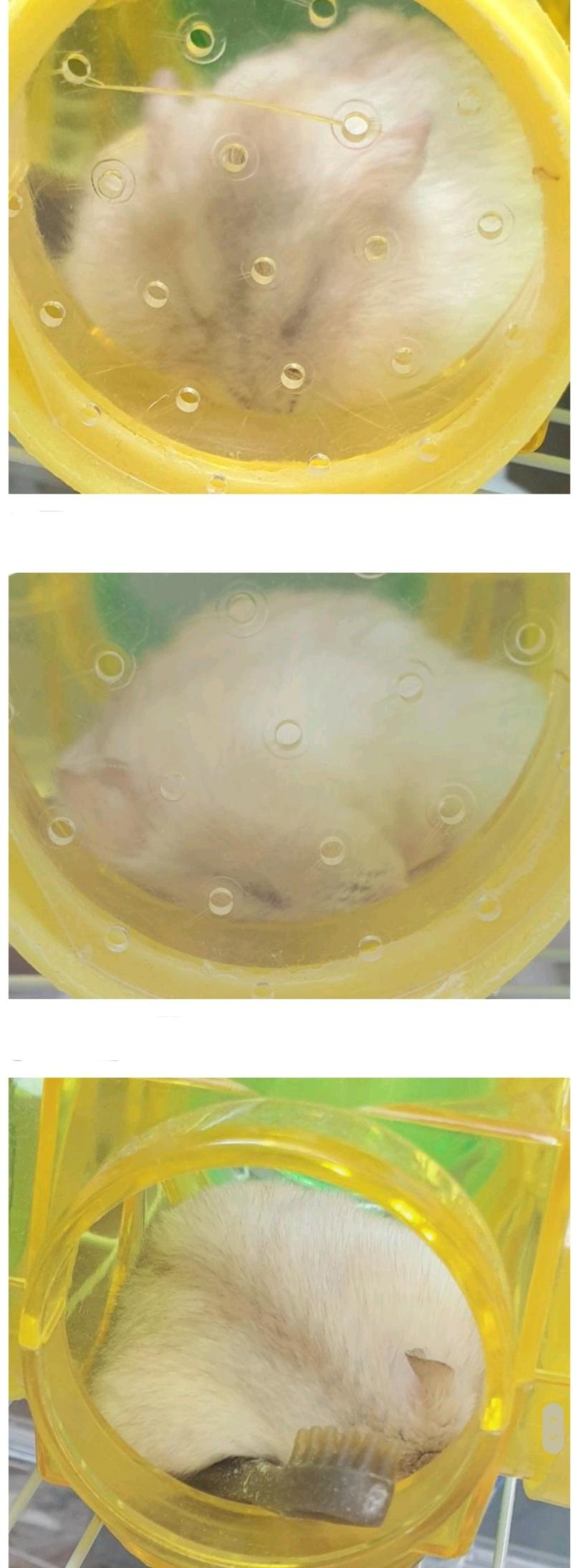 얘들아 낮잠 시간이다 잘자라 (설치류 주의)