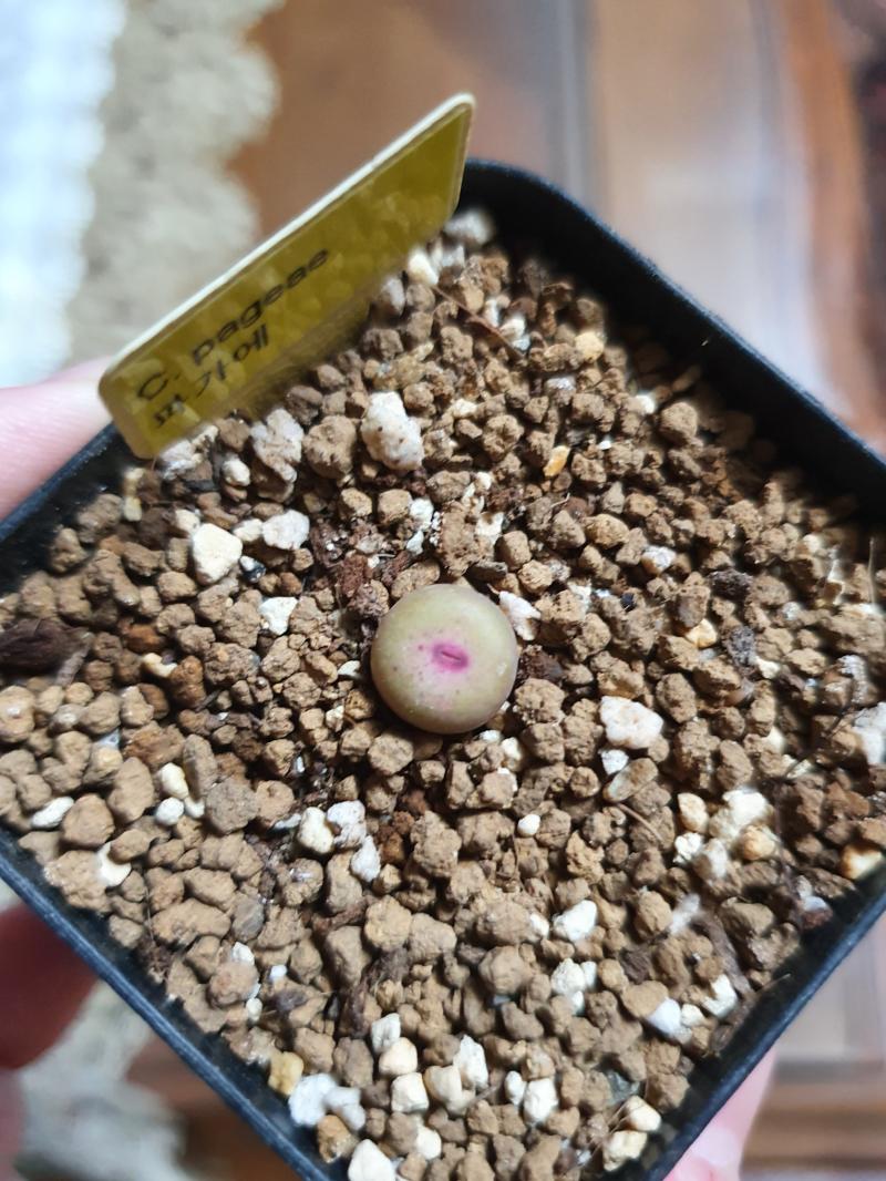 오랜만! 마우가니랑 파가에 데려왔어! 둘 다 귀엽지않아? 탈피중이야! 신엽 보일때가 기대된다! 파가에는 스스로 뜯어지길 기다리는게 좋다해서 대기