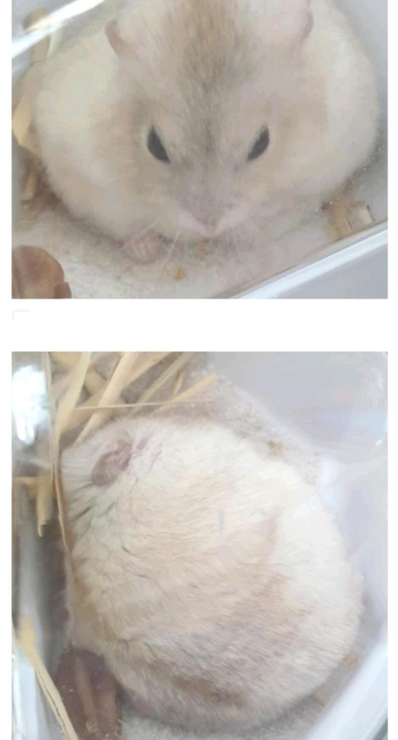얘들아 낮잠 시간이다 잘자라 (설치류 주의)