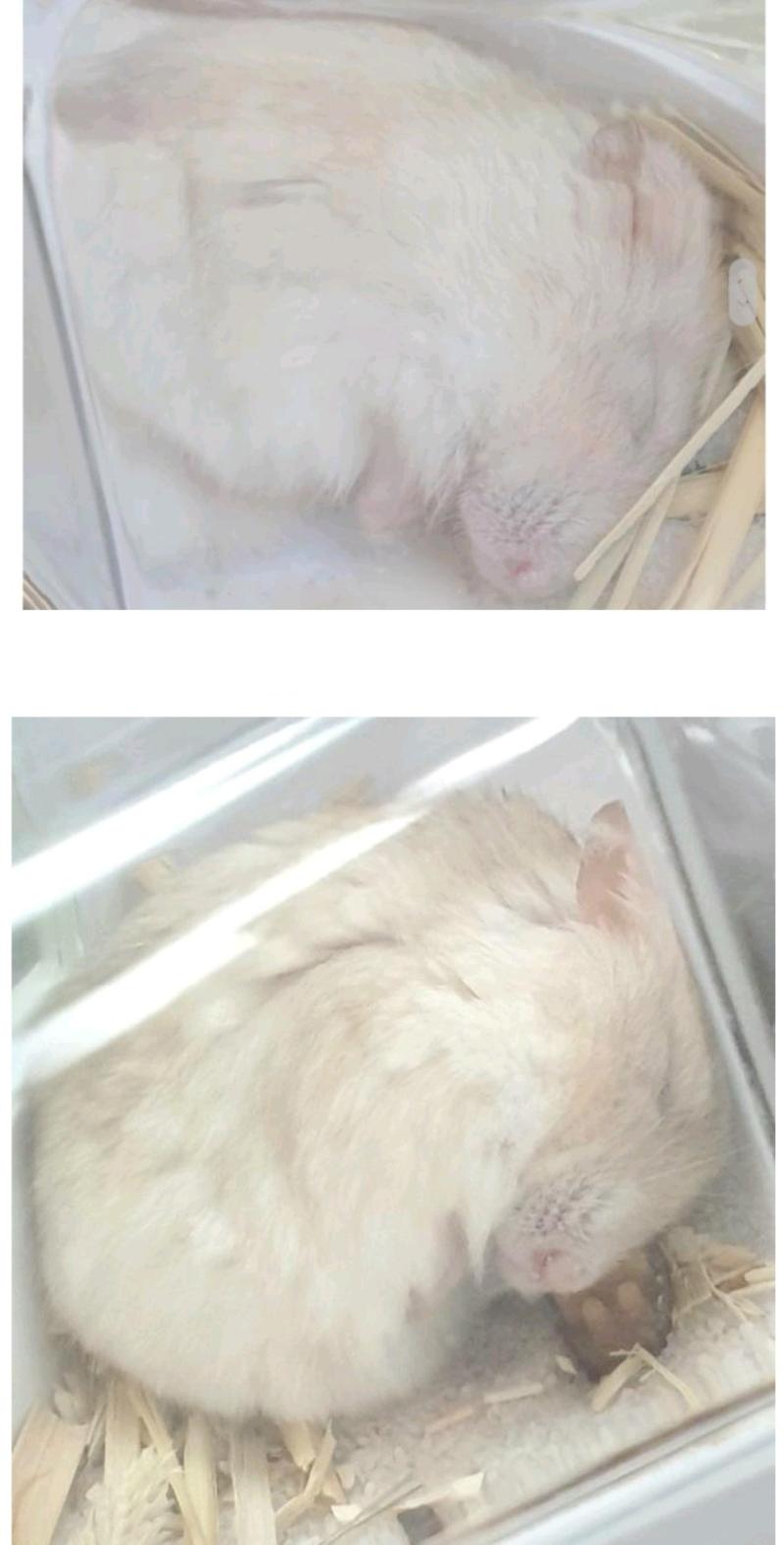 얘들아 낮잠 시간이다 잘자라 (설치류 주의)