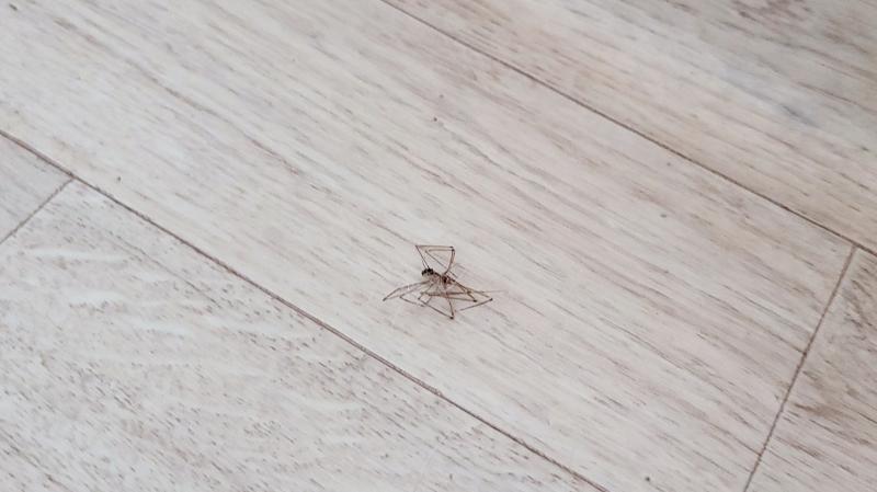 간밤에 날 위해 준비해준 거미