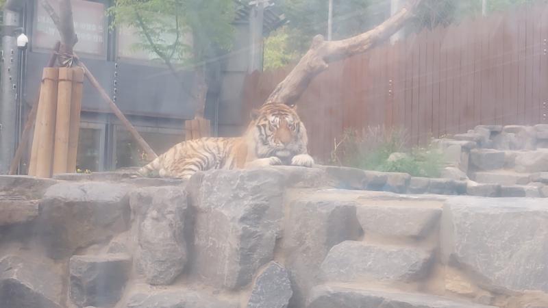 귀 여 워 🐯