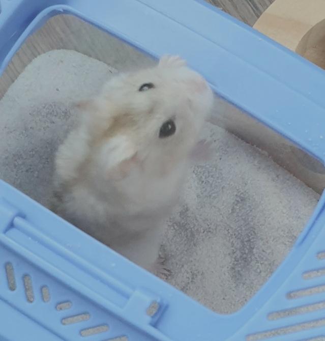 오늘은 바빠서 이제 처음 만나러갔더니 모래찜질하다가 격하게 나와주심