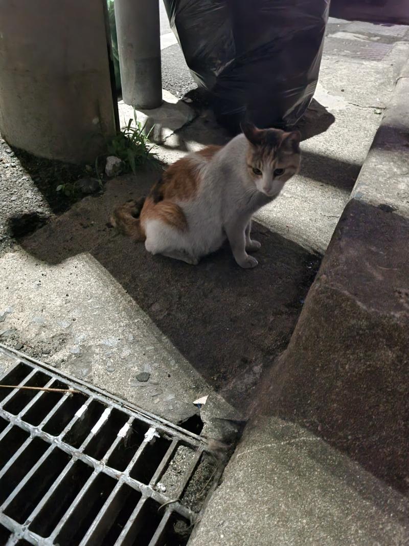>>3 집가는길에 한마리 더 꼬심 사진 찍을려니깐 갑자기 조신한척하네ㅋㅋ