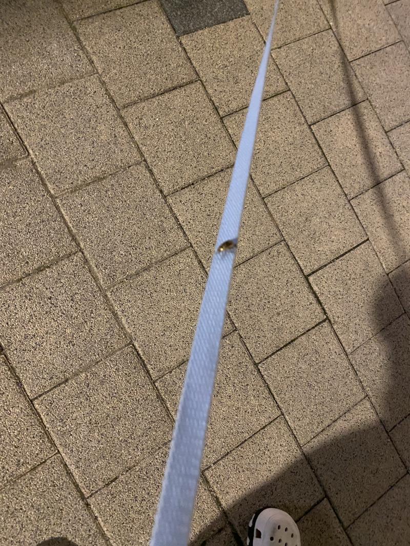 이 벌레야