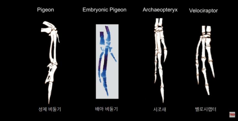 흥미롭지? 또 이거한번 봐봐 이건 새들의 골격을 비교한 사진이야 현생 조류는 팔 대신 날개를 가지고 있지만 놀랍게도 배아 상태에선 3개의 손가락