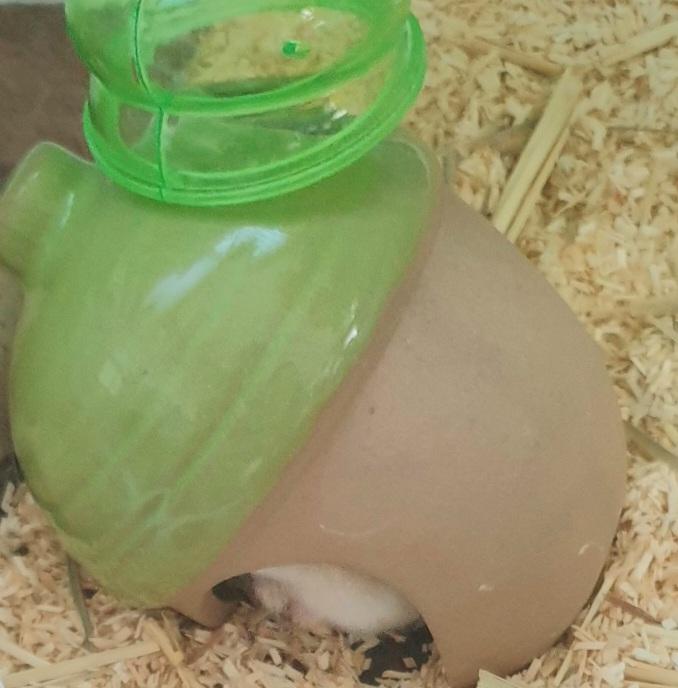 오늘은 소라게..아니 도토리햄스터임