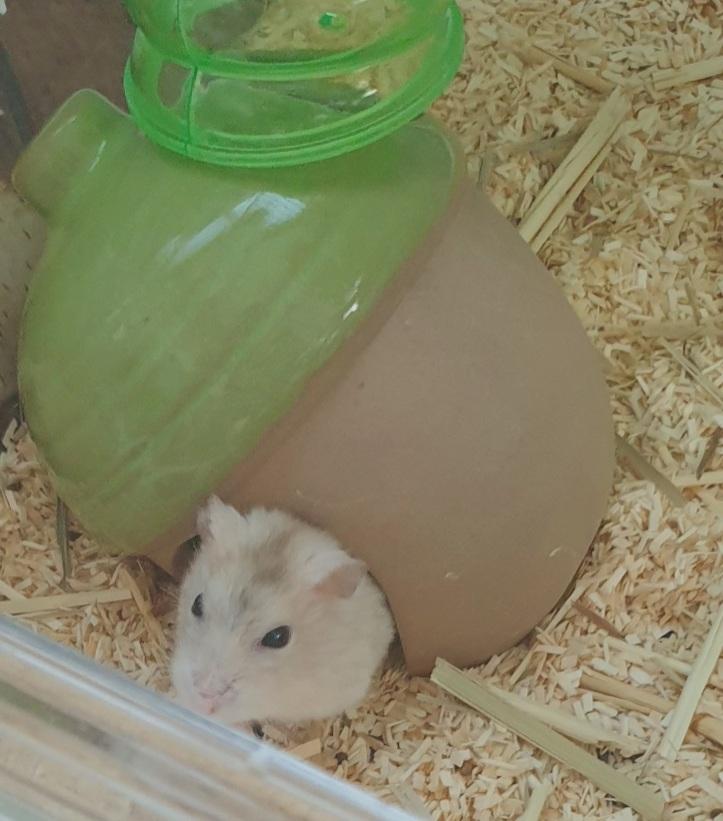 오늘은 소라게..아니 도토리햄스터임