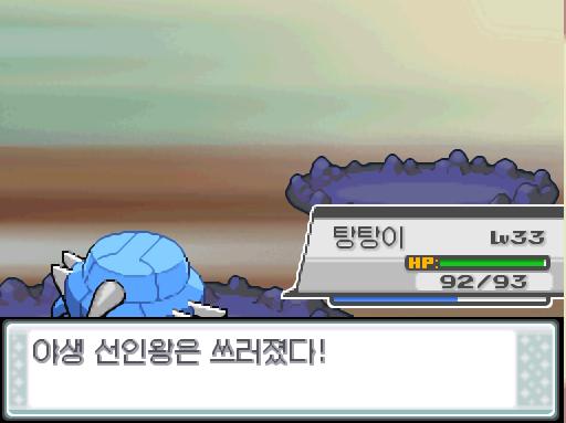 야생 선인왕의 물의 파동! 탕탕이의 강철날개! 야생 선인왕은 쓰러졌다!
