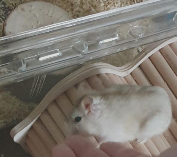 못 놀아준날 하파 (하이파이브) 하자고 부르면 소리 따라 나와서 아는척 손 깨물어줌 (안 아프게 그루밍)