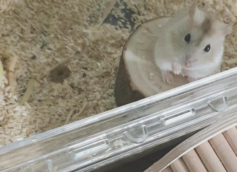 못 놀아준날 하파 (하이파이브) 하자고 부르면 소리 따라 나와서 아는척 손 깨물어줌 (안 아프게 그루밍)