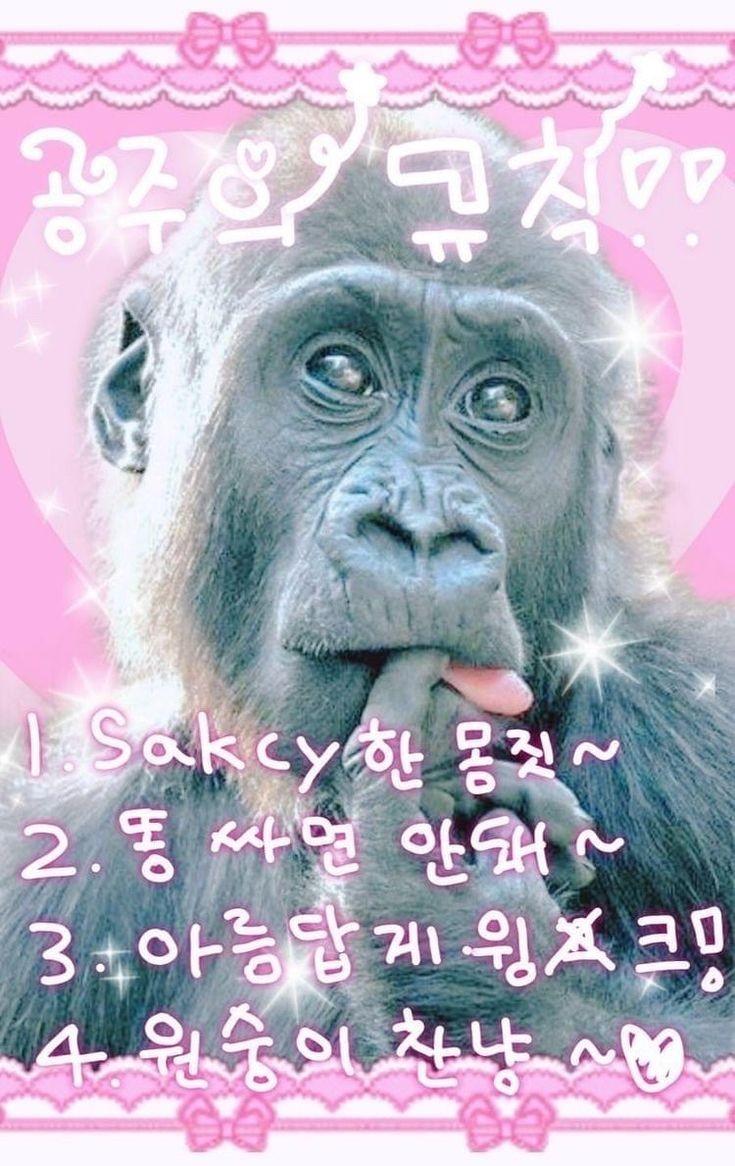 숭숭이들 돌아와