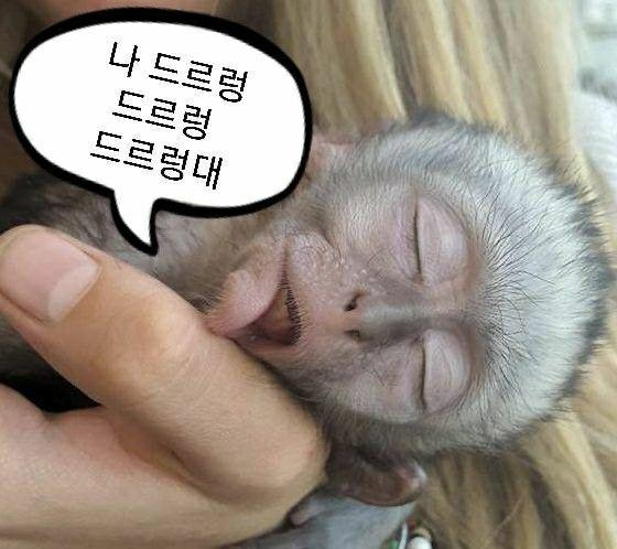 갓생숭이