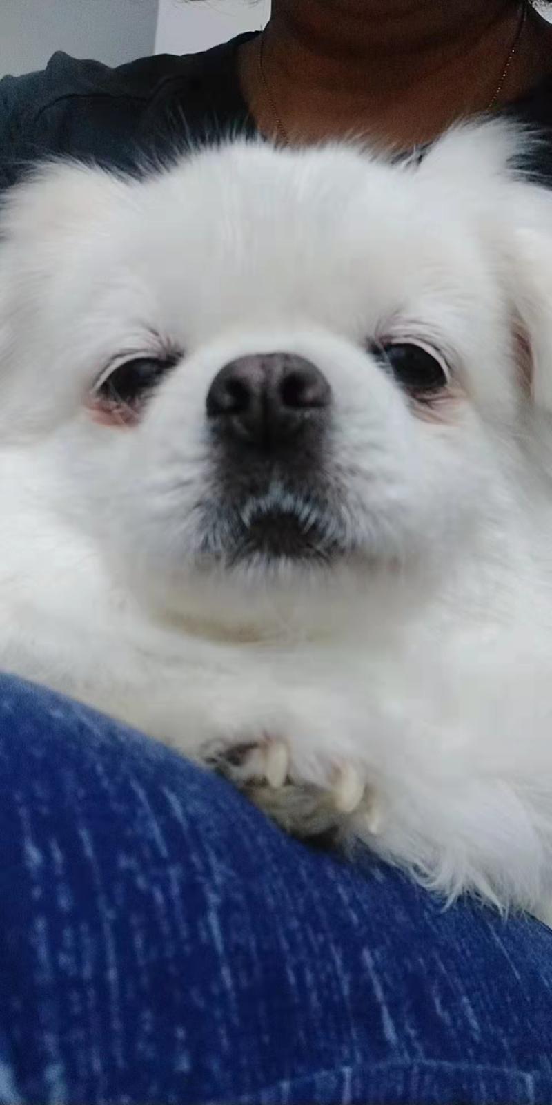 대신 우리집 강아지 사진 올리고 갈게❗️❗️❗️
