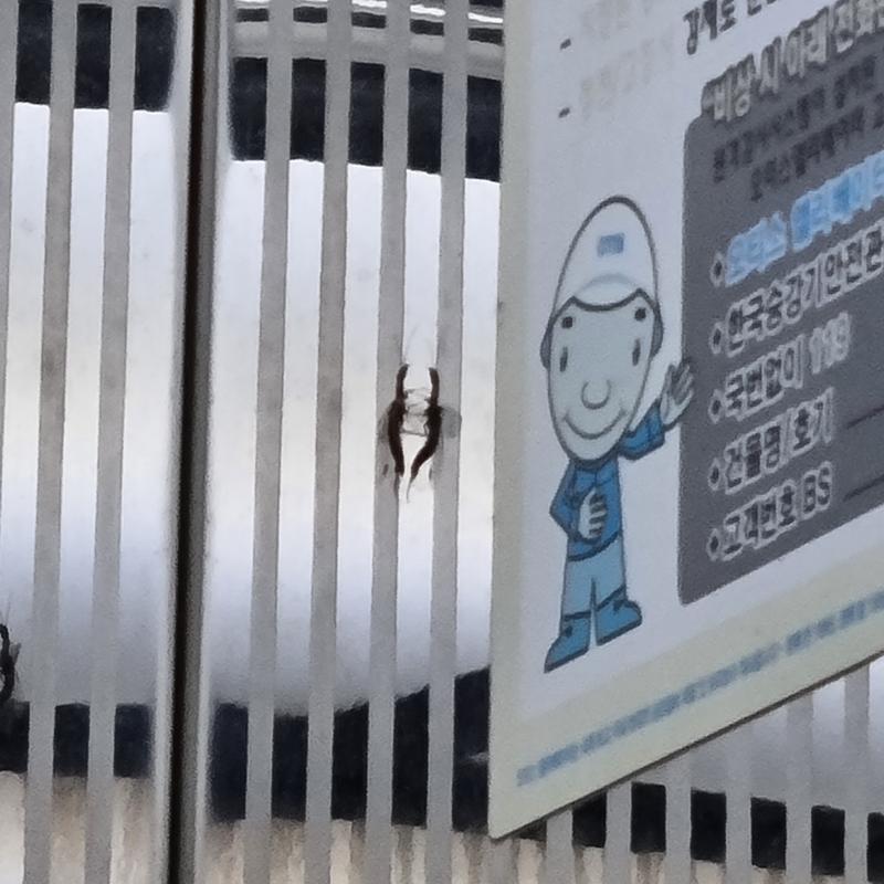 이거야! 혐까지는 아닌 거 같은데...엄.....음...뭐 음...막 근접샷은 아니니까 걱정ㄴㄴ