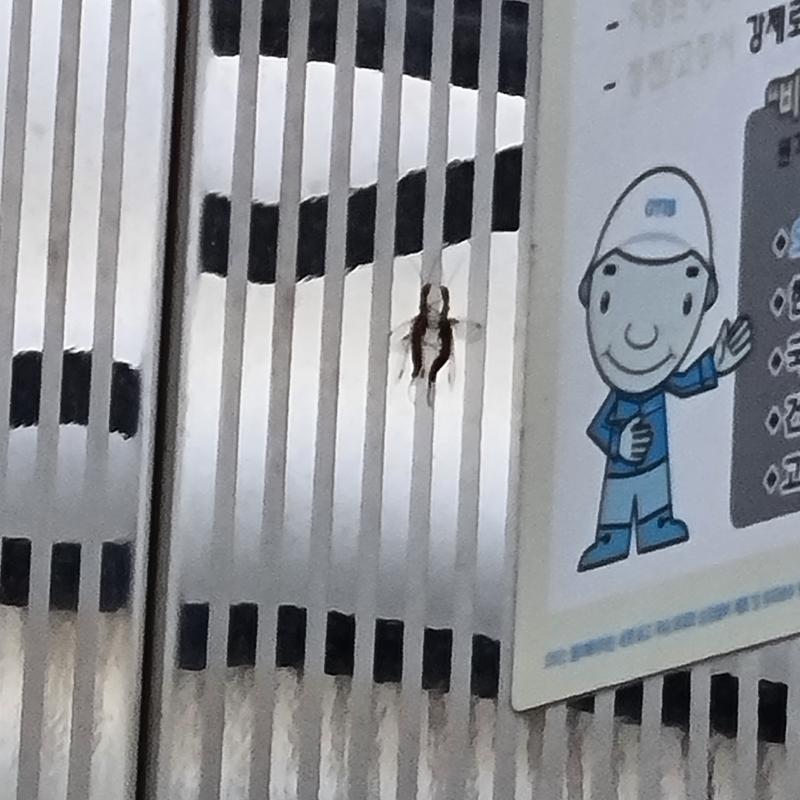 이거야! 혐까지는 아닌 거 같은데...엄.....음...뭐 음...막 근접샷은 아니니까 걱정ㄴㄴ
