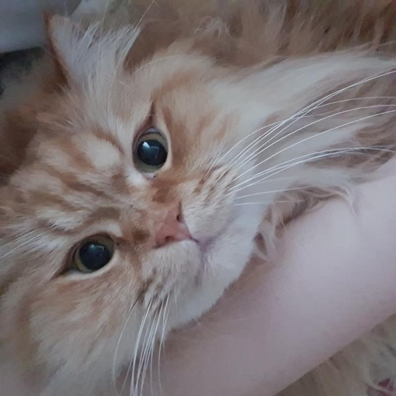 >>885 보는 눈이 엄청난 뻐꾸기구나!? 하긴 우리 범이가 한 귀여움+사랑스러움 하지!! 뻐꾸기를 위해 범이 사진 몇 개 더 풀게!!!!