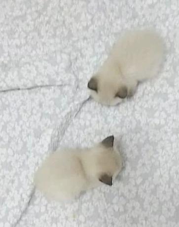 치즈케이크 먹을 레더 있니