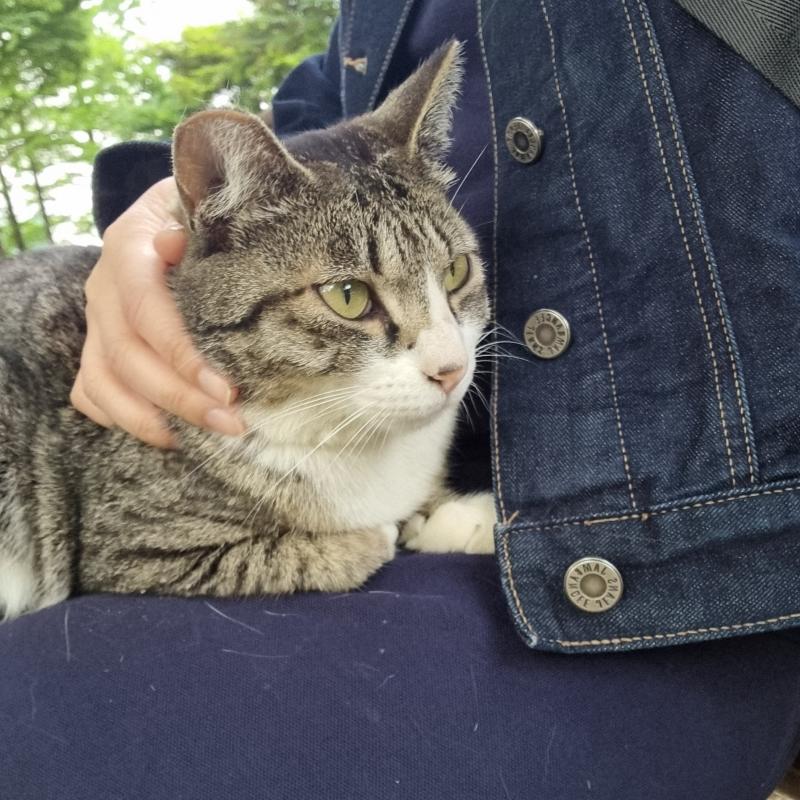 에잇 심장폭격간다! 애교냥이♥️