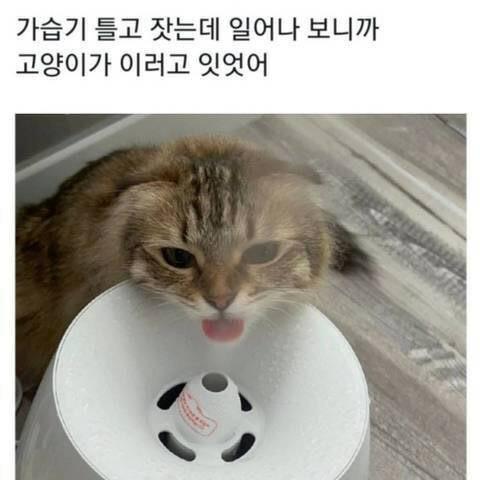 귀여워