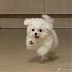 말티즈 졸귀..